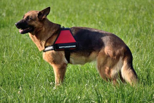 service dog vest types