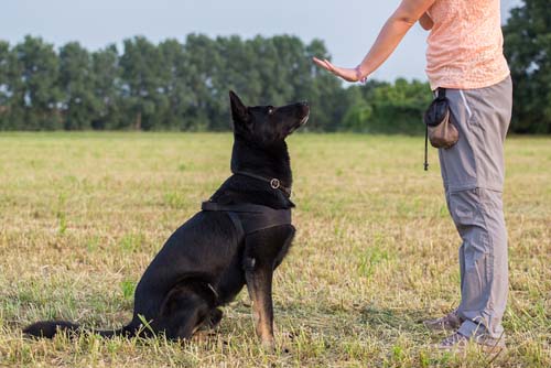 therapy dog training requirements