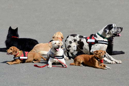 therapy dogs requirements