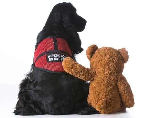 vest for service dog