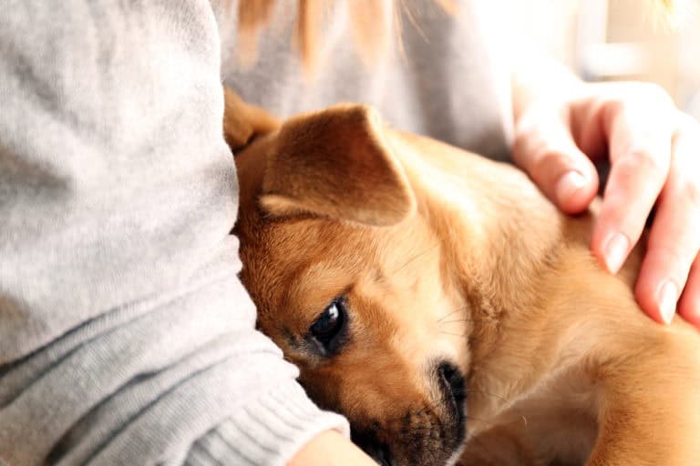 Psychiatric Service Dog CertaPet 