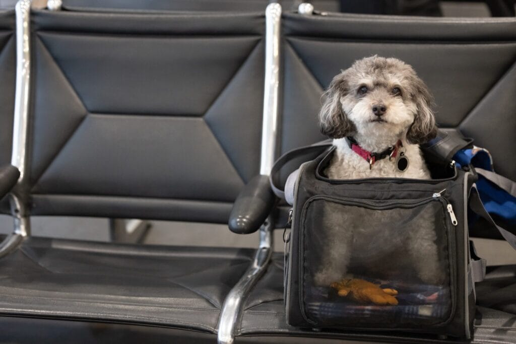 dog in a carrier, ready for airline travel at the airport.