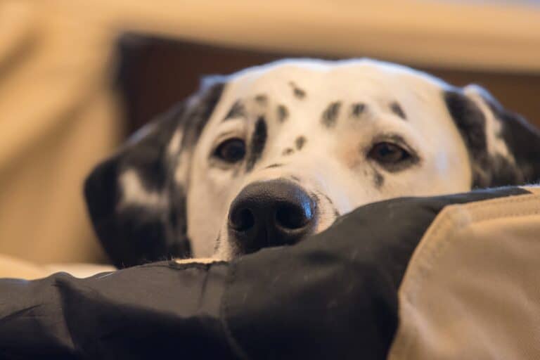 Dalmatian lying on bed with head resting gently