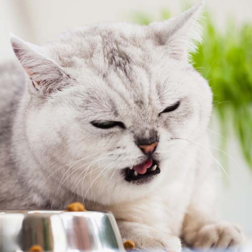 female cat not eating