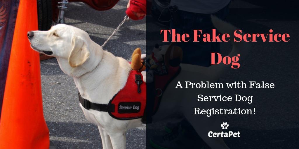 Fake Service Dog Registration: Beware of This Popular Scam | CertaPet®