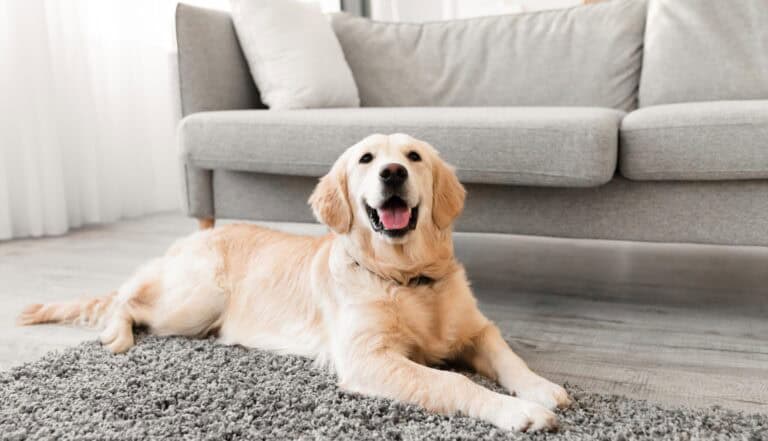 ESA registration, fake registration, ESA scam. Closeup portrait of cute dog lying on the gray floor carpet
