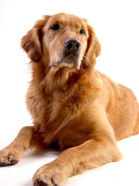 golden retriever