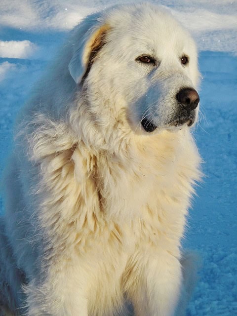 great pyrenees