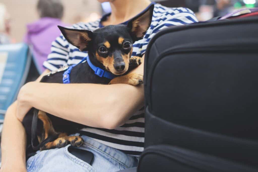 passenger with a dog waiting for a flight at the gate.