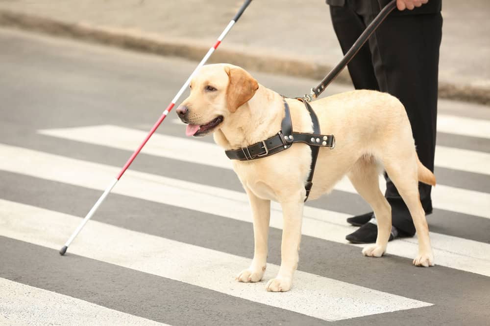 seeing eye dog