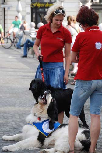 therapy dogs international organization