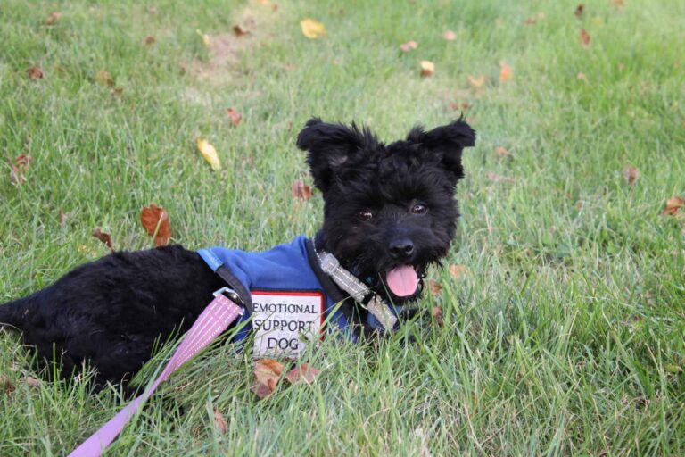 Emotional Support Animal Registration Canada