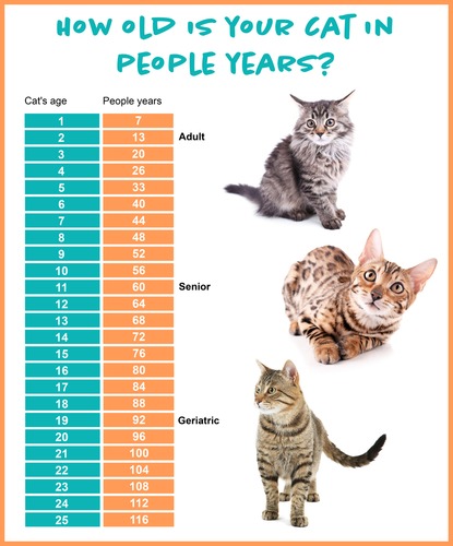 How Long Do Cats Live What Is The Average Cat Lifespan Veterinarians Org