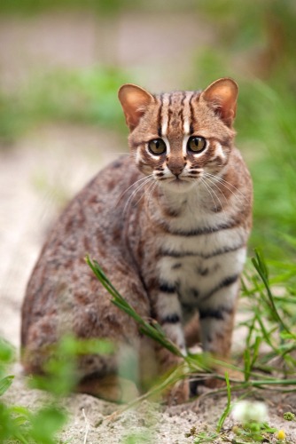 rusty spotted cat adoption