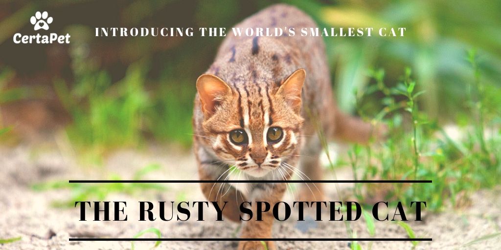 rusty spotted cat breeder