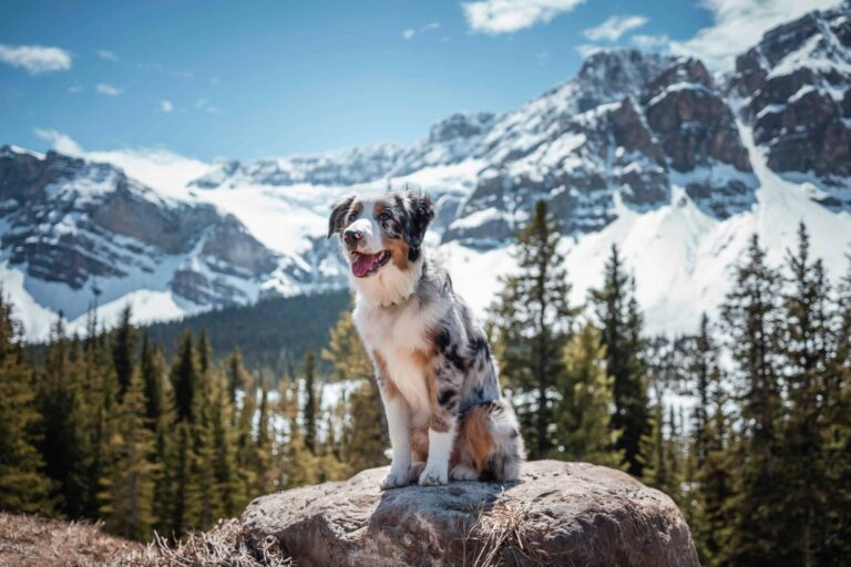 Emotional Support Animal in Alberta, Canada