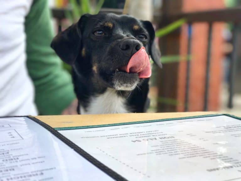 Are Emotional Support Animals Allowed in Restaurants? CertaPet®