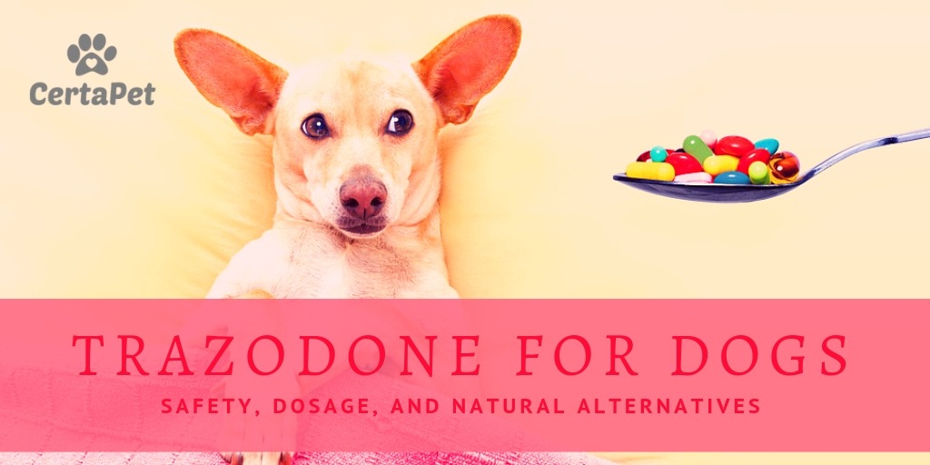 can a dog overdose on trazodone