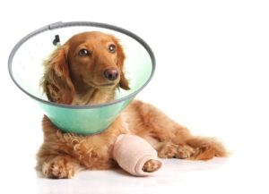 Amoxicillin for Dogs: Safety, Usage, Dosage and More! | CertaPet