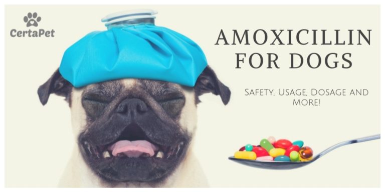 Amoxicillin for Dogs: Safety, Usage, Dosage and More! | CertaPet