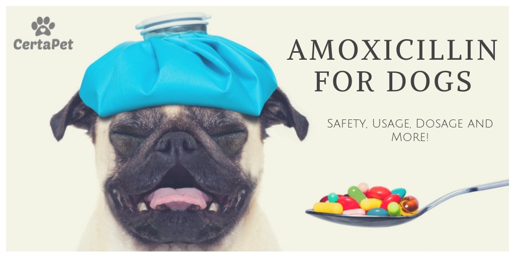 Can You Give Dogs Human Antibiotics Amoxicillin Amoxicillin For Dogs Safety Usage Dosage And More Certapet