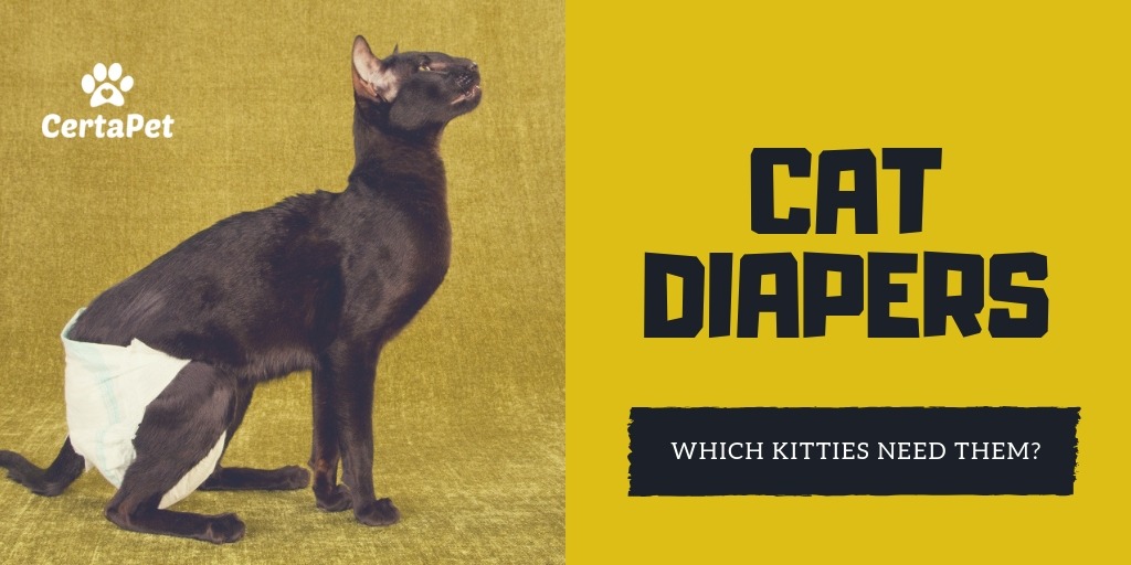 best disposable cat diapers