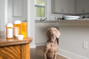 Carprofen for Dogs: Pain Treatment, Dosage, Side-Effects and More | CertaPet