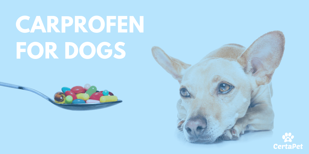 dog carprofen dosage