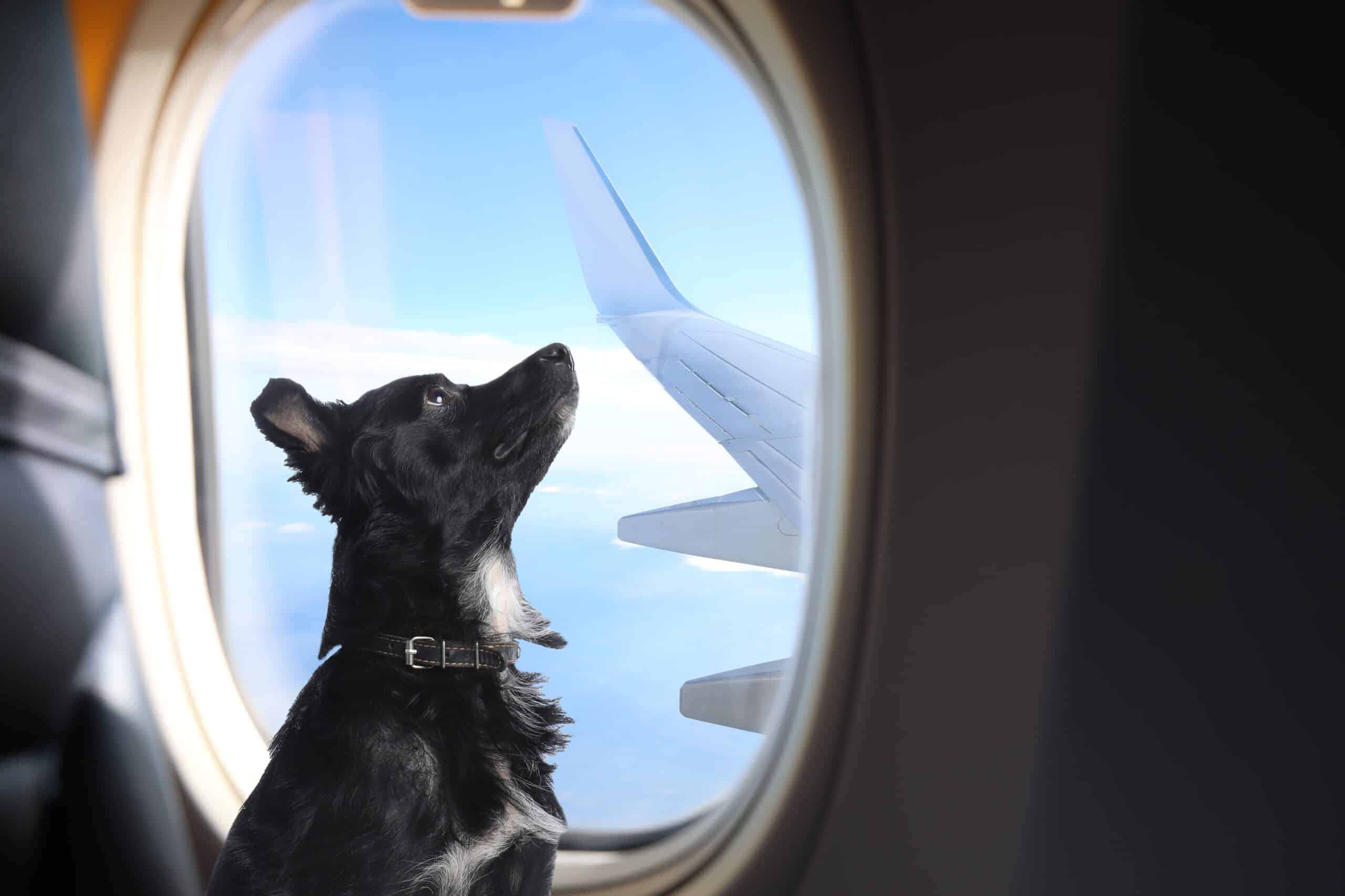 Dog near window in airplane