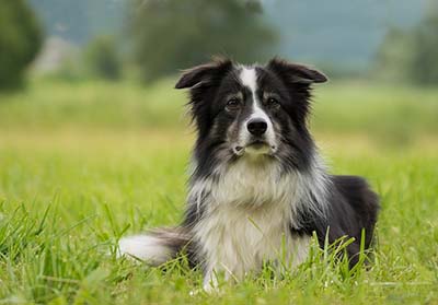 healthiest purebred dogs