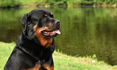 most healthiest dog breed
