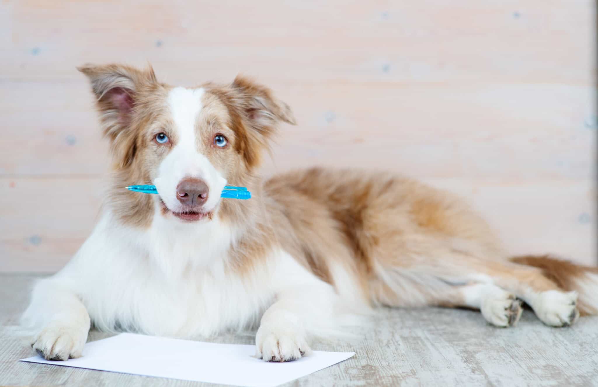 Do Emotional Support Animal Letters Expire?