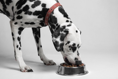 best hydrolyzed protein dog food