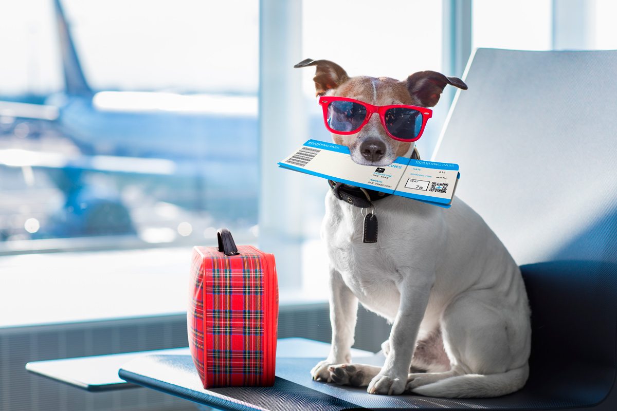 dog in airport with flight ticket