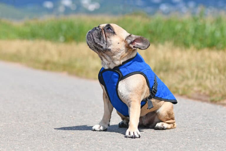 A small breed dog (French bulldog) wearing a blue vest