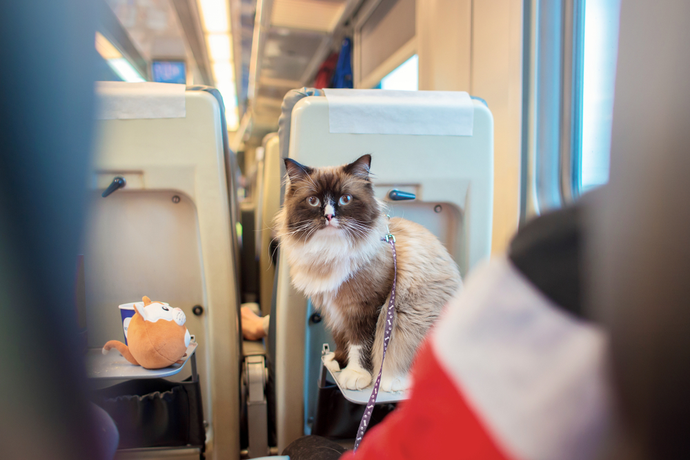 amtrack with your pet