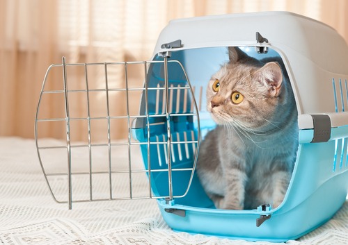 pet carrier for travel