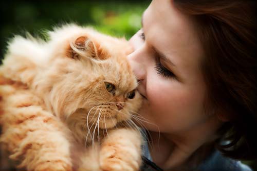 How to Register Your Cat as an Emotional Support Animal How to Register Your Cat as an Emotional Support Animal