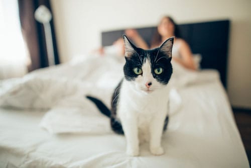 Emotional Support Animals and The Fair Housing Act | CertaPet® Emotional Support Animals and The Fair Housing Act | CertaPet®