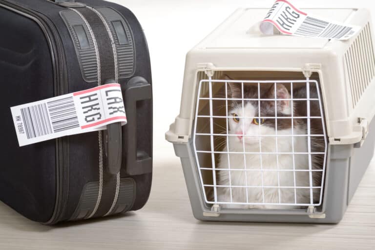 Cat in the airline cargo pet carrier