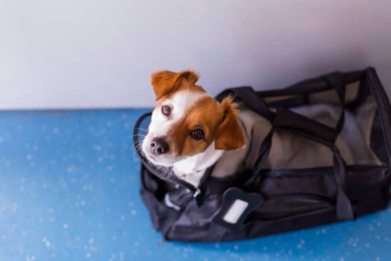 Dot regulations on emotional support animals