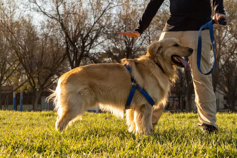 how to train psychiatric service dog