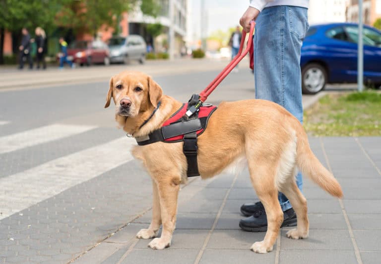 Service dog in harness next to a person on a city sidewalk