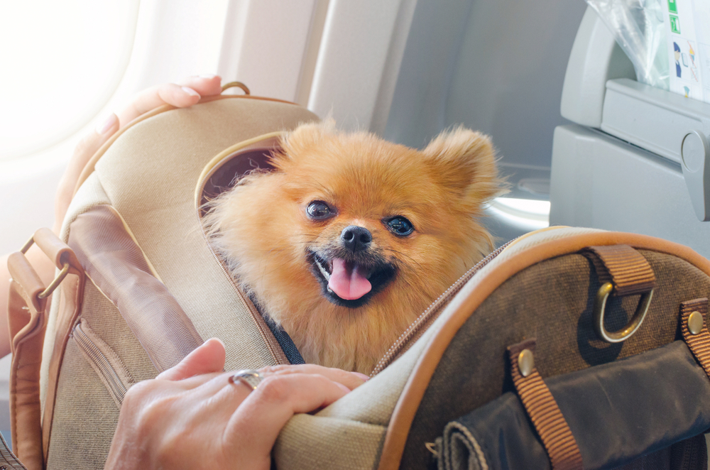 psychiatric service dog airplane policy