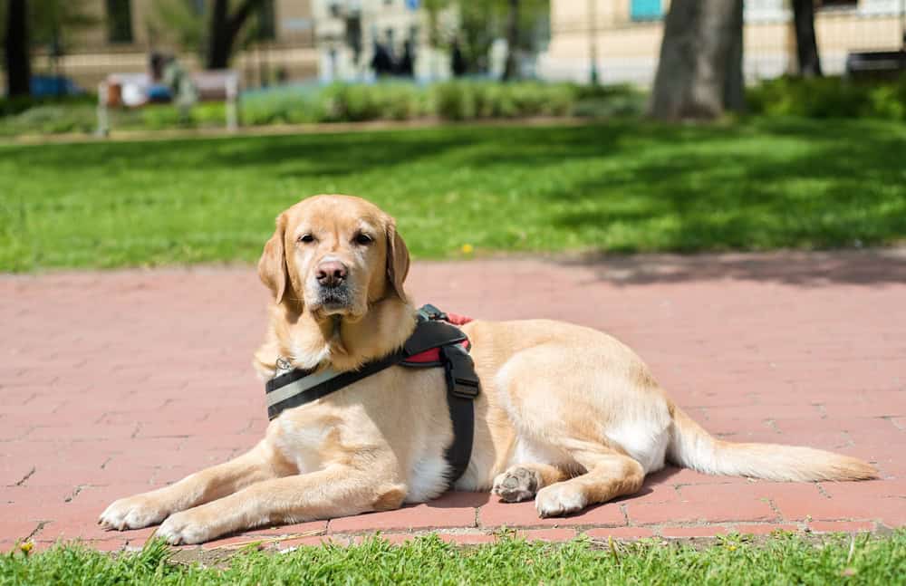 psychiatric service dog