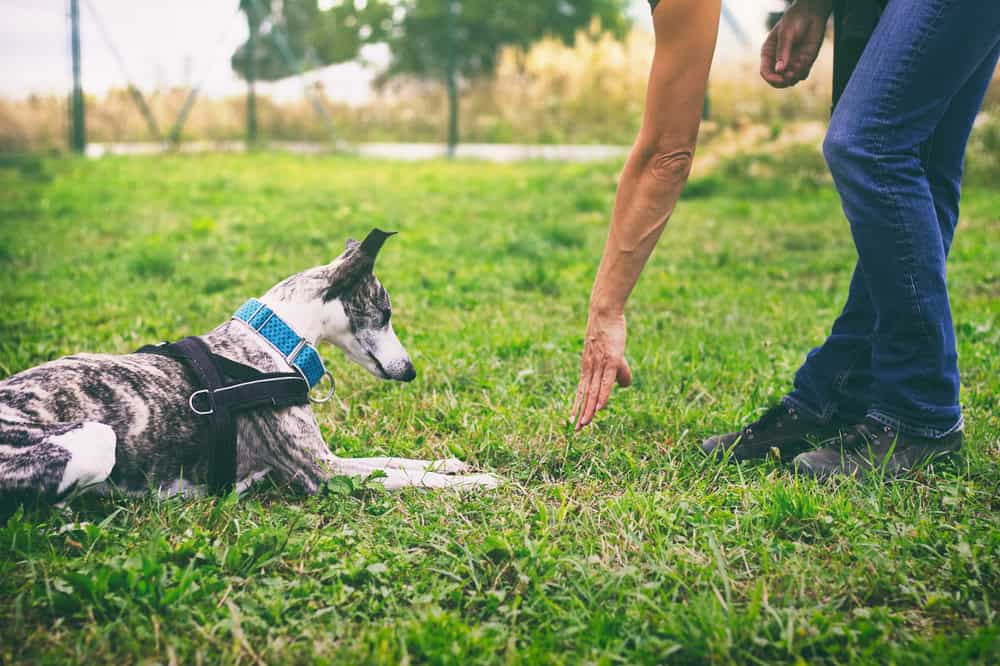 psychiatric service dog OR