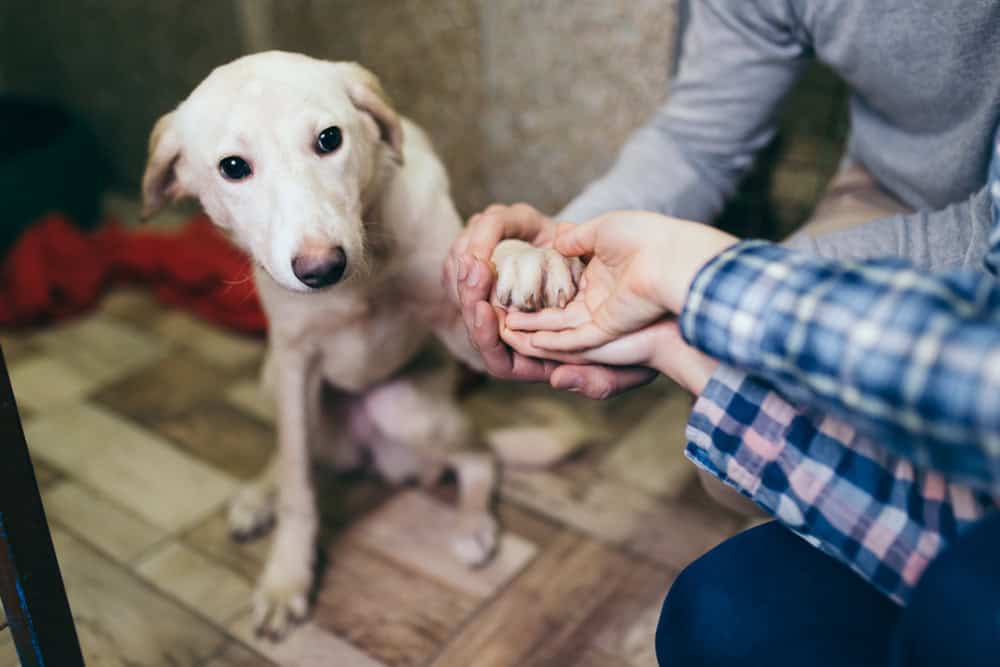 service dog training in michigan