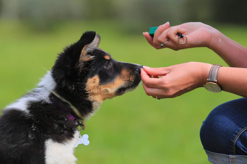 washington state service dog used in psychiatry