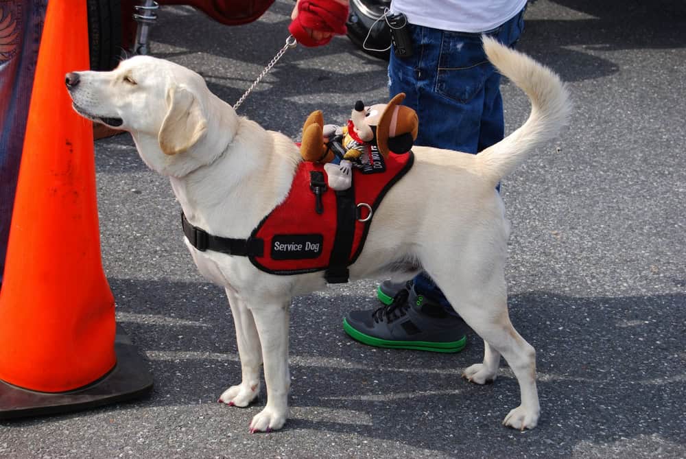 anxiety support service dog