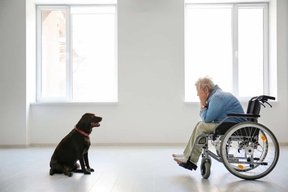 service dog for individuals with depression